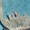 cereus_spegazzini_f_cristata